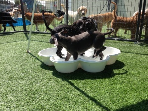 Plus, puppy class is adorable!